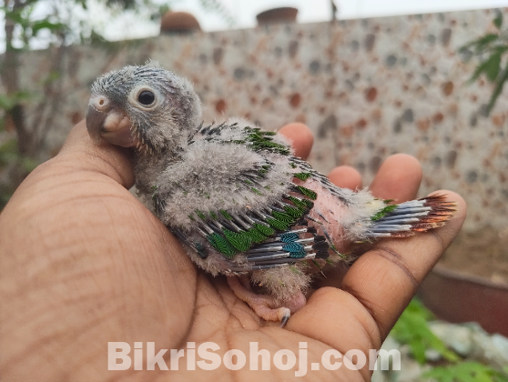 Hand Feed Conure Baby